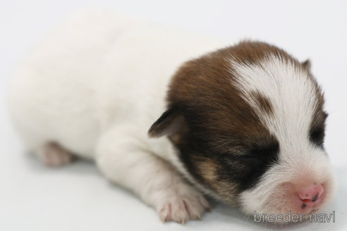 成約済の神奈川県のジャックラッセルテリア-305795の7枚目